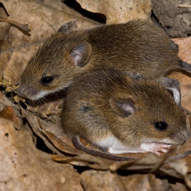 Уничтожения мышей в частном доме в Одинцово?