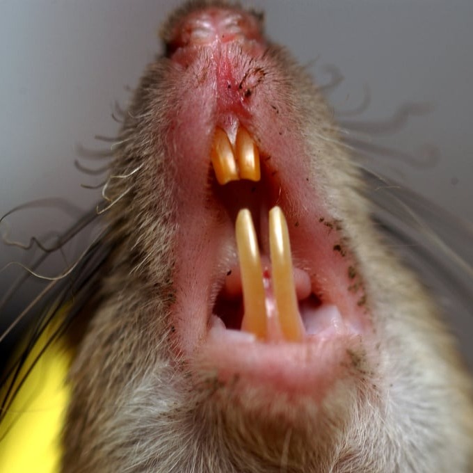 Дератизация крыс в Одинцово?